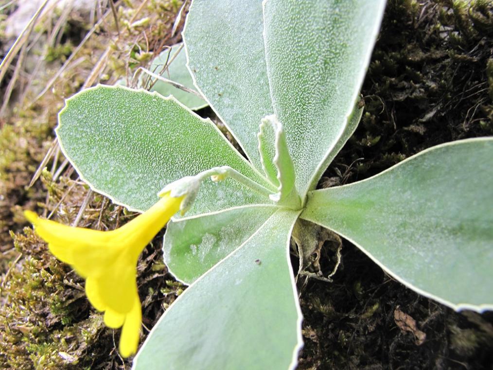 Primula albenensis / Primula del M. Alben